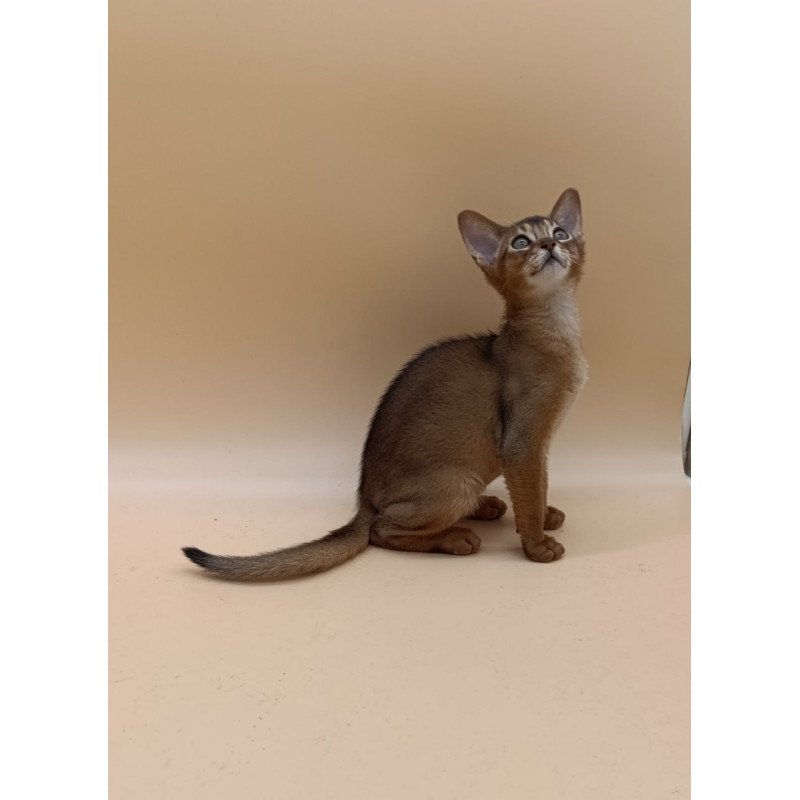 Abyssinian Lucky