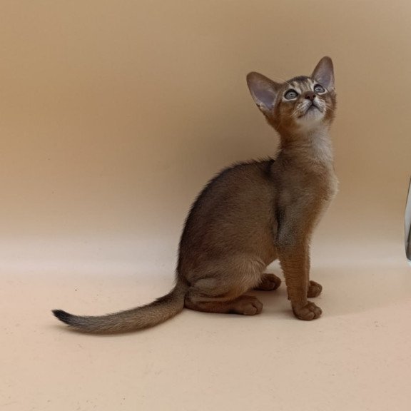 Abyssinian Lucky