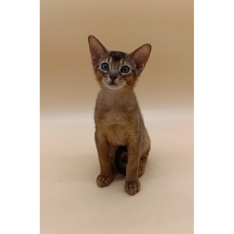 Abyssinian Lucky
