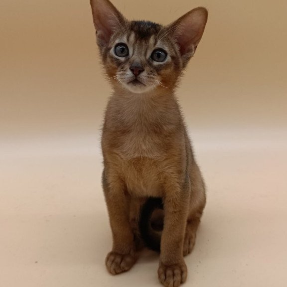 Abyssinian Lucky