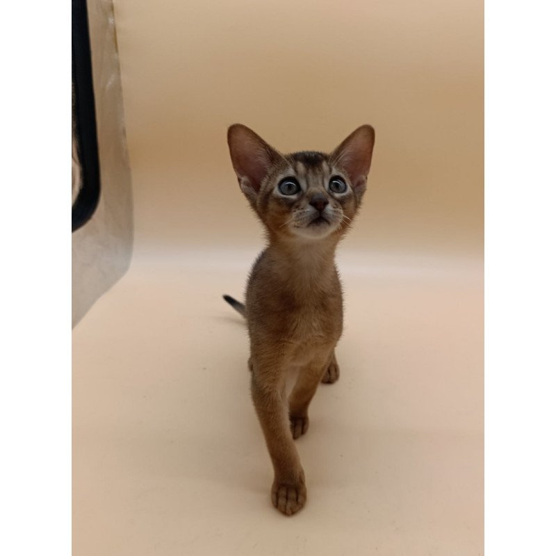 Abyssinian Lucky