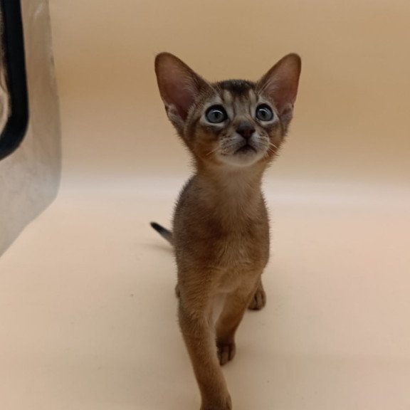 Abyssinian Lucky