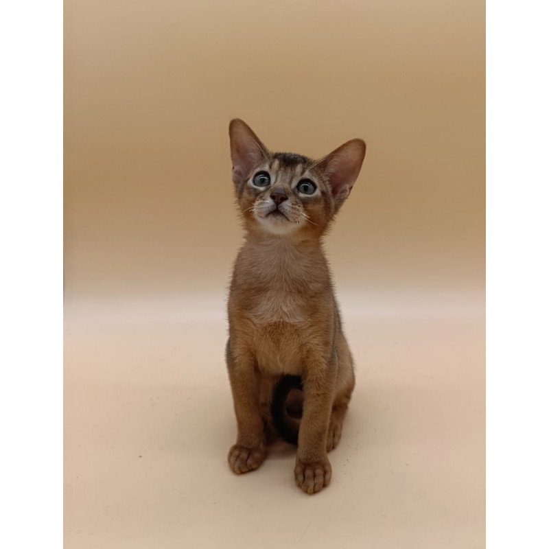 Abyssinian Lucky