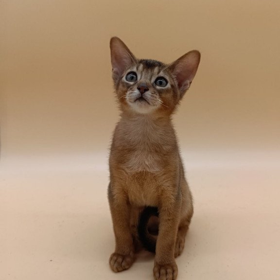 Abyssinian Lucky