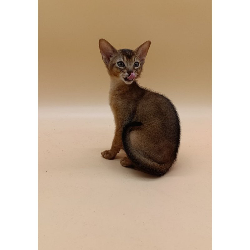 Abyssinian Lucky