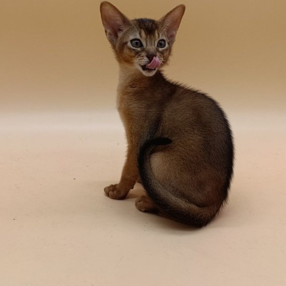 Abyssinian Lucky