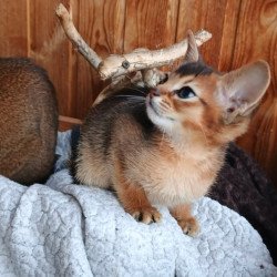 Abyssinian Grace
