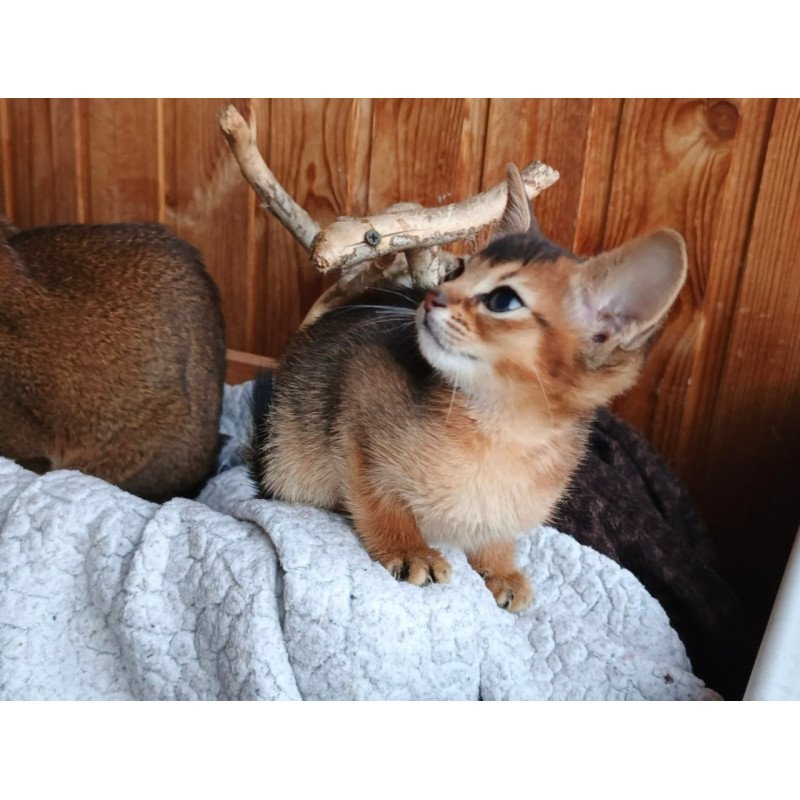 Abyssinian Grace