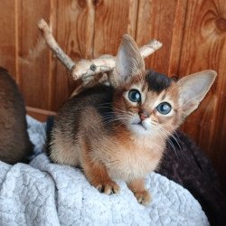 Abyssinian Grace