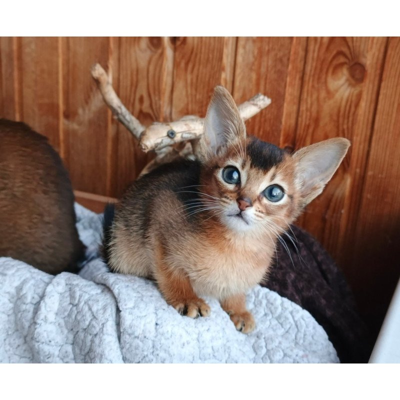 Abyssinian Grace