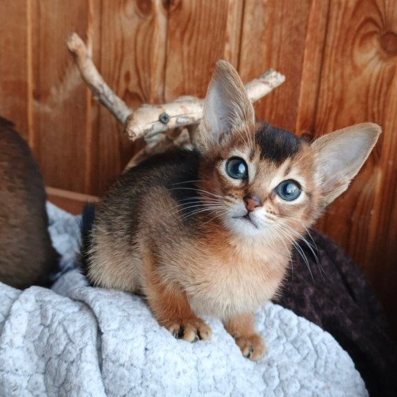 Abyssinian Grace