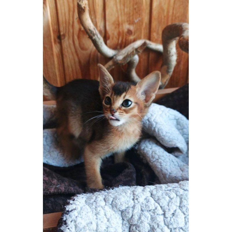 Abyssinian Grace