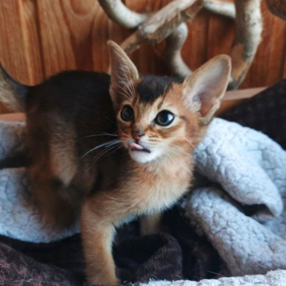 Abyssinian Grace