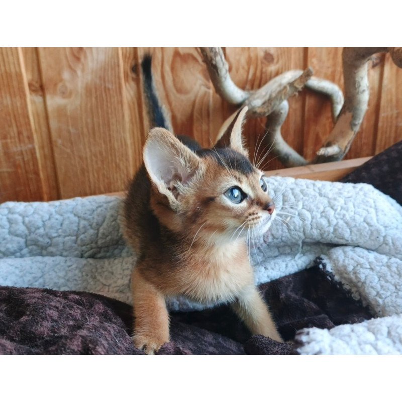 Abyssinian Grace