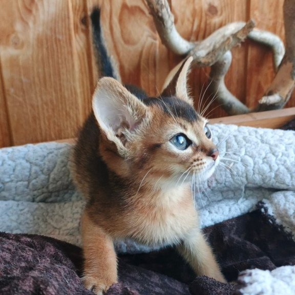 Abyssinian Grace