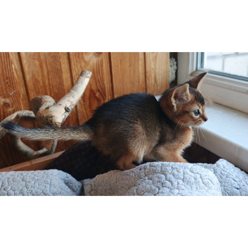 Abyssinian Grace