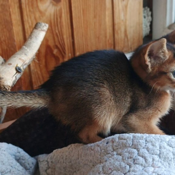 Abyssinian Grace