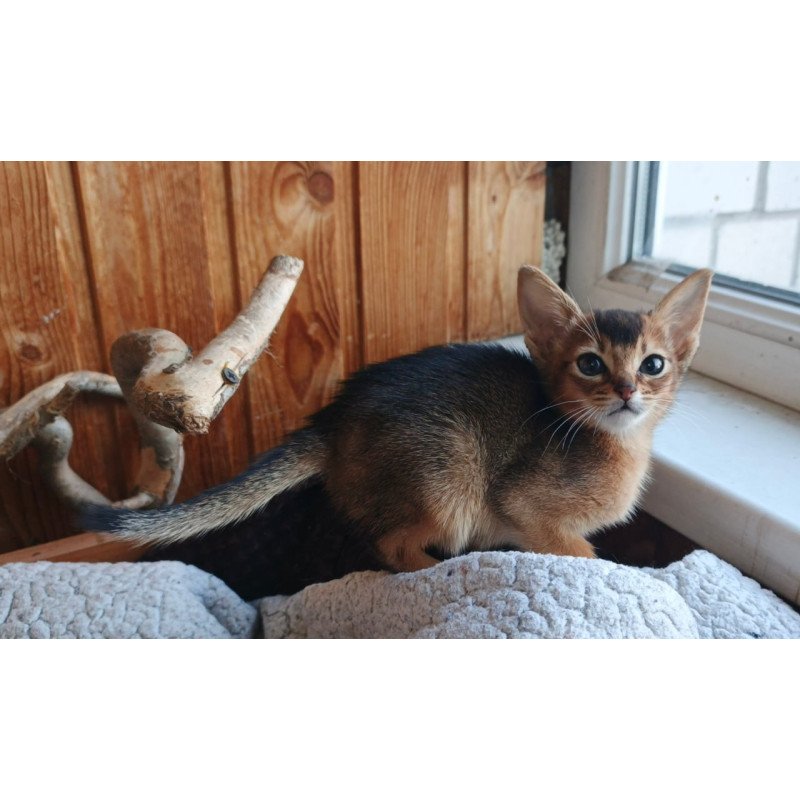 Abyssinian Grace