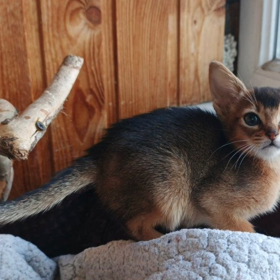 Abyssinian Grace
