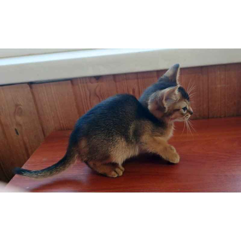 Abyssinian Grace