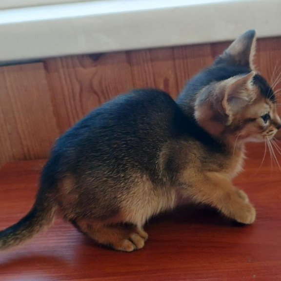 Abyssinian Grace