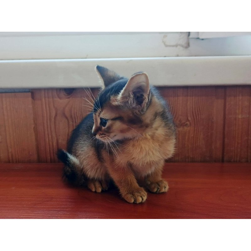 Abyssinian Grace