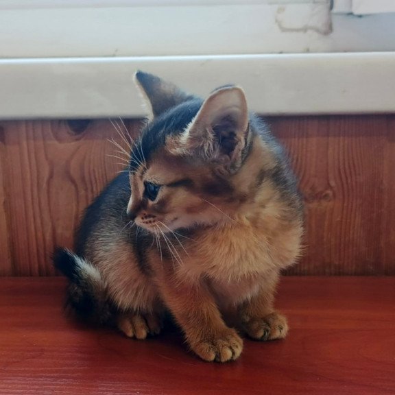 Abyssinian Grace