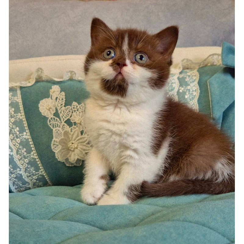 British Nika