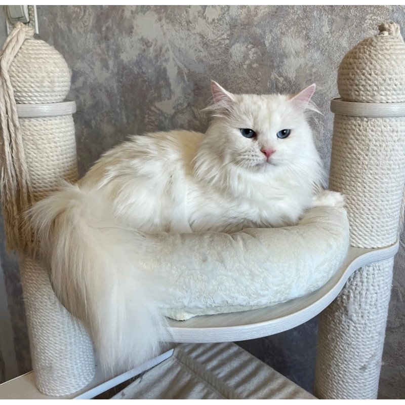 Siberian REZ Beloyar