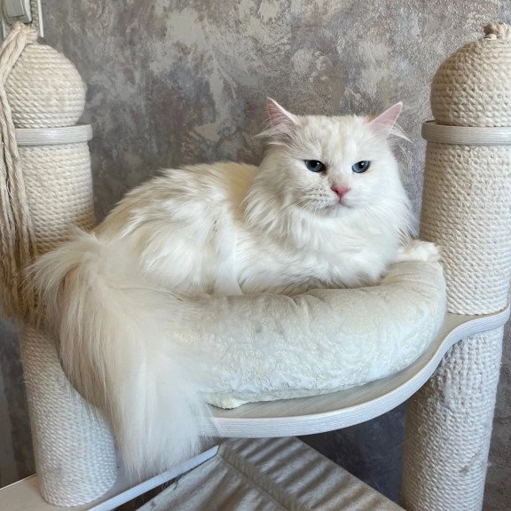 Siberian REZ Beloyar