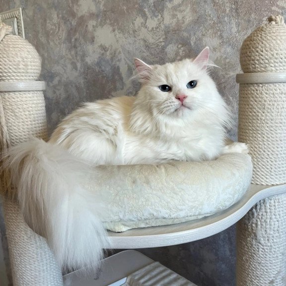Siberian REZ Beloyar