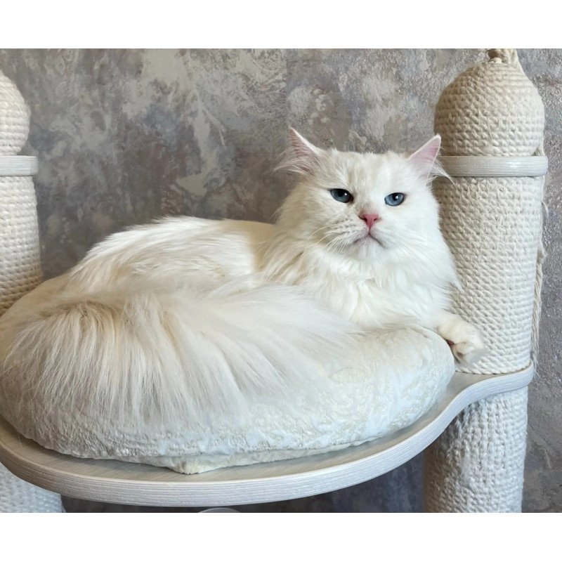 Siberian REZ Beloyar