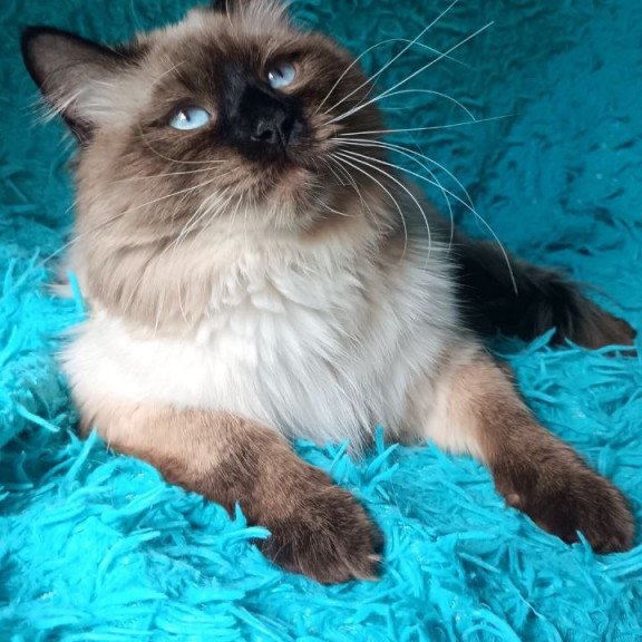 Siberian REZ Faust