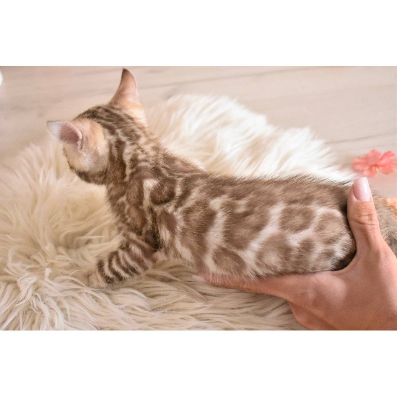 Bengal NOV Buka