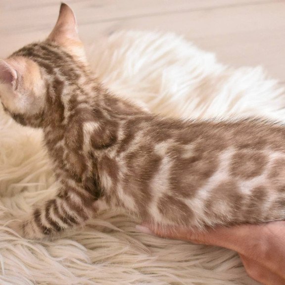 Bengal NOV Buka