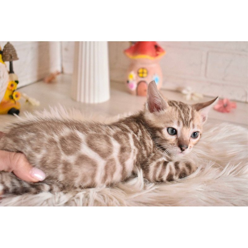 Bengal NOV Buka