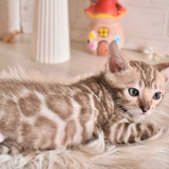 Bengal NOV Buka