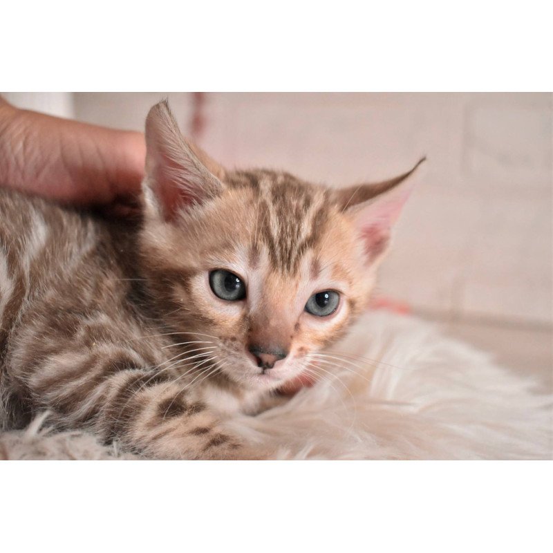 Bengal NOV Buka