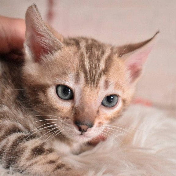 Bengal NOV Buka