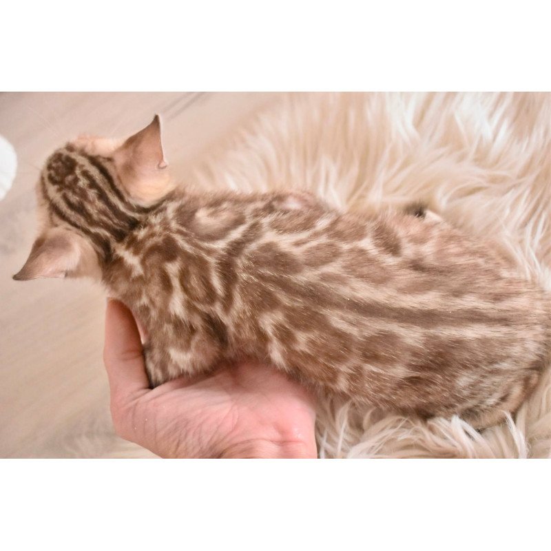 Bengal NOV Buka