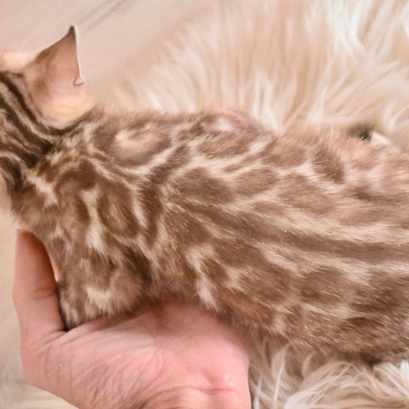 Bengal NOV Buka