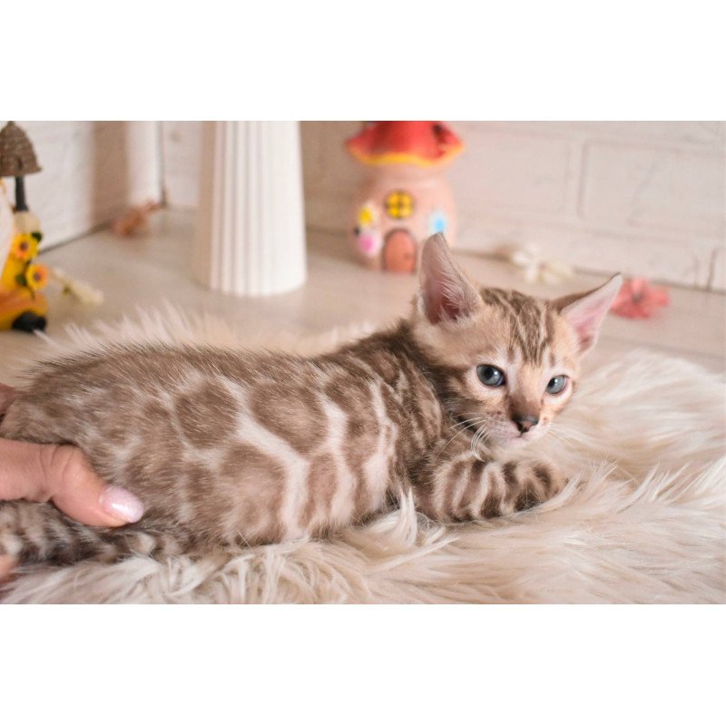 Bengal NOV Buka