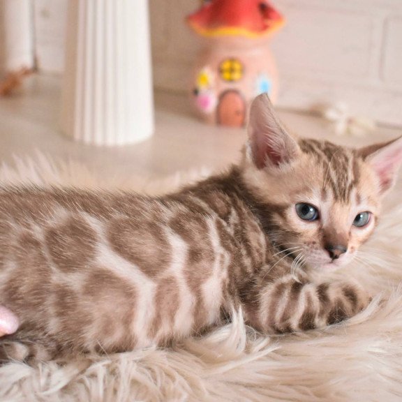 Bengal NOV Buka
