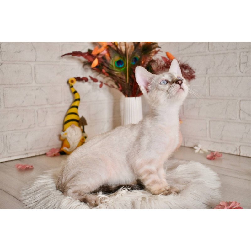 Bengal NOV Sneja