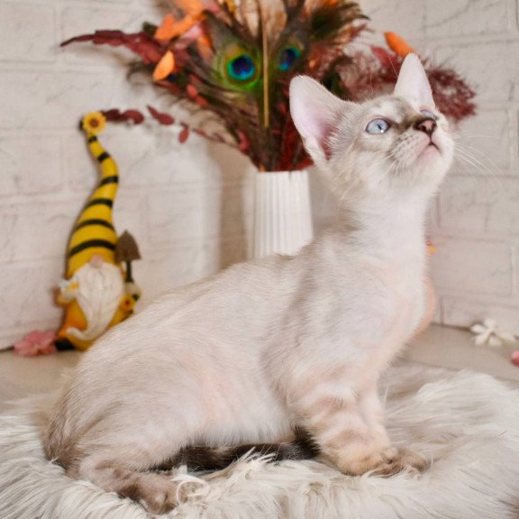Bengal NOV Sneja