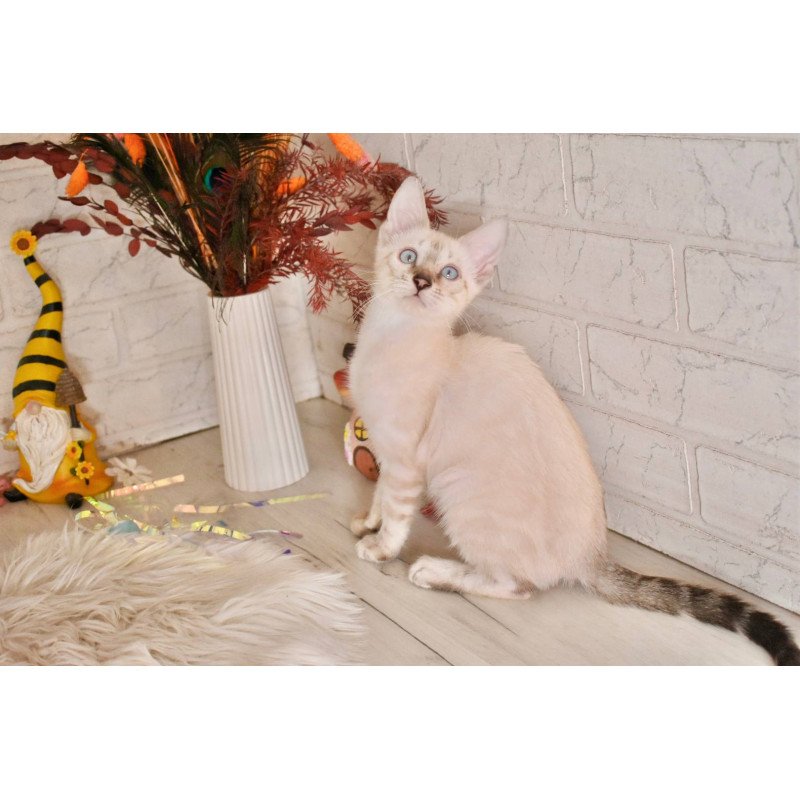 Bengal NOV Sneja