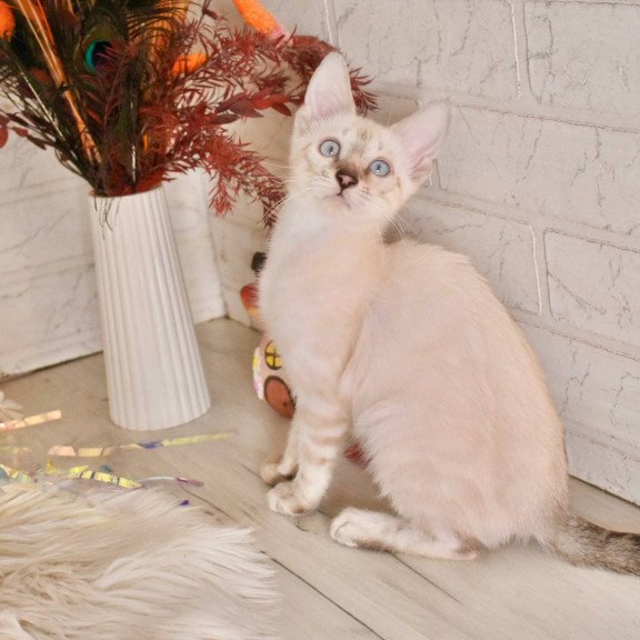 Bengal NOV Sneja