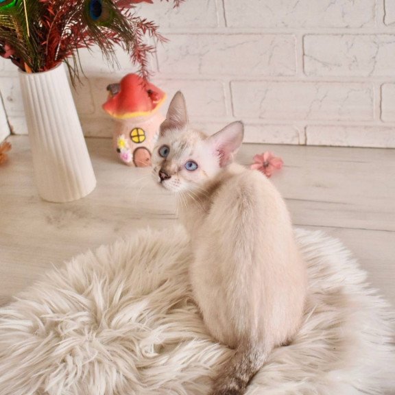 Bengal NOV Sneja