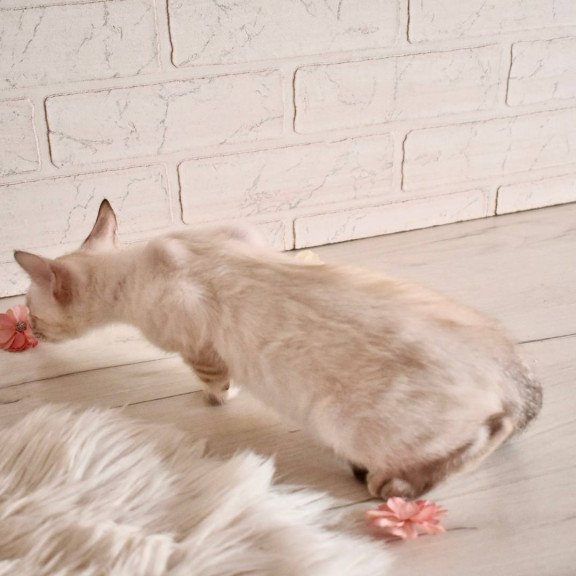 Bengal NOV Sneja