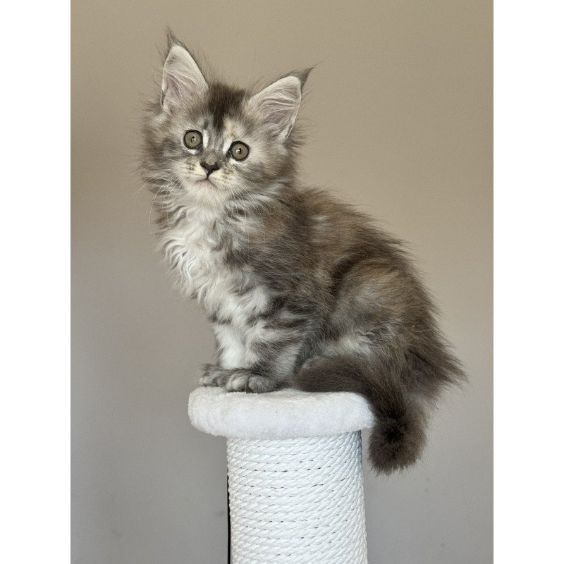 Maine Coon NOV Ohana